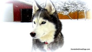 We will miss you Shiloh Run Free!  Best Siberian Husky ever!(Please Subscribe http://dft.ba/-sub Sub our Vlog Channel http://dft.ba/-2ndchannel On Thursday Jan 17th, we helped our little Princess Shiloh cross the rainbow ..., 2013-01-18T21:37:24.000Z)