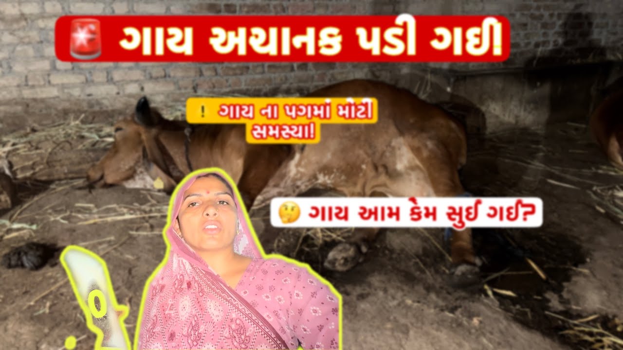 અચાનક ગાય ને શું થયું? 😳 પગમાં રસી થતાં કરવી પડી સારવાર | Cow Treatment