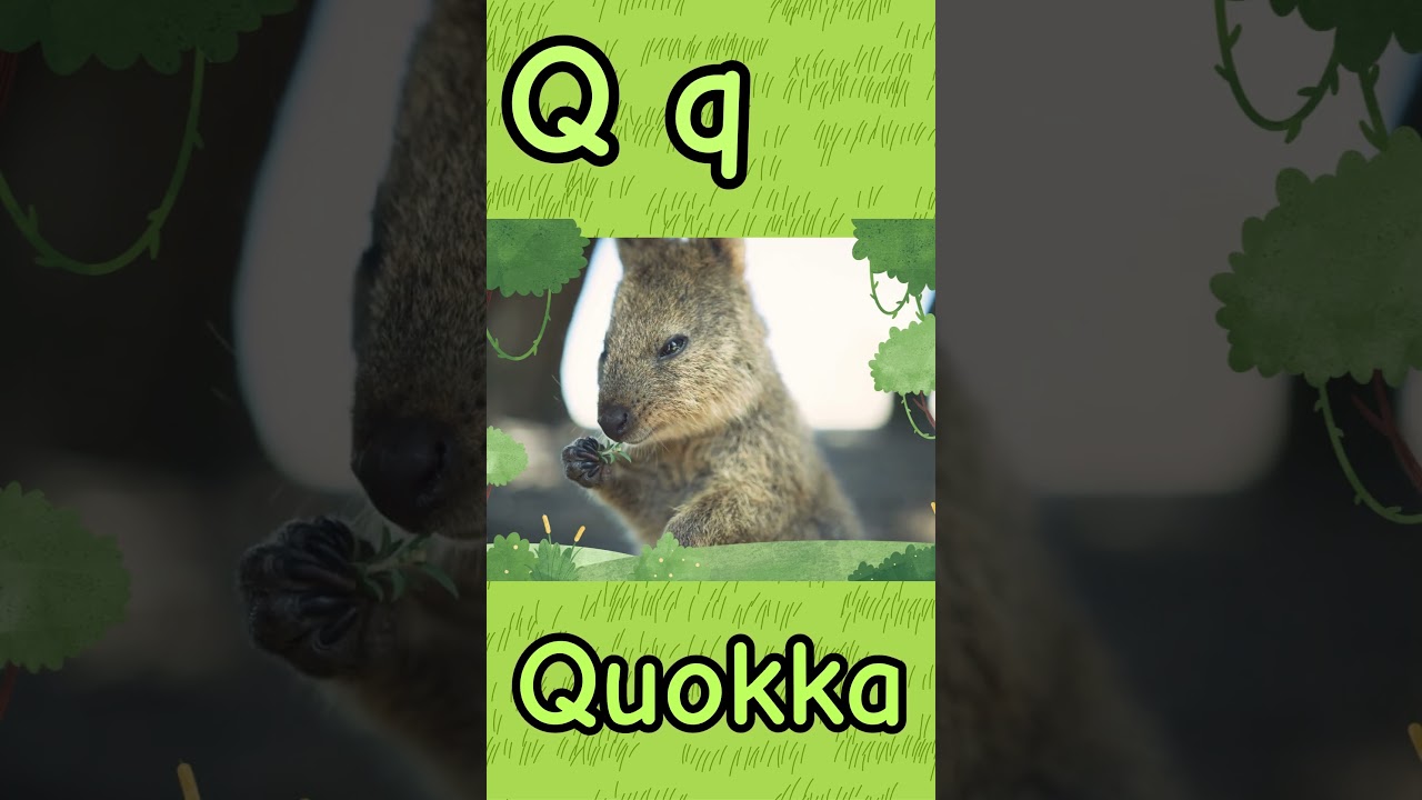 Q Is for Quokka & Quail! | Learn Animals And The Letter Q 