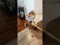 "Hot Legs Bad Choices- Pimp's Walk Of Shame Begins" #milo2023 #dog #legs #cat #pets #fypシ #shorts