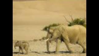 Samb Adagio-Safri Duo