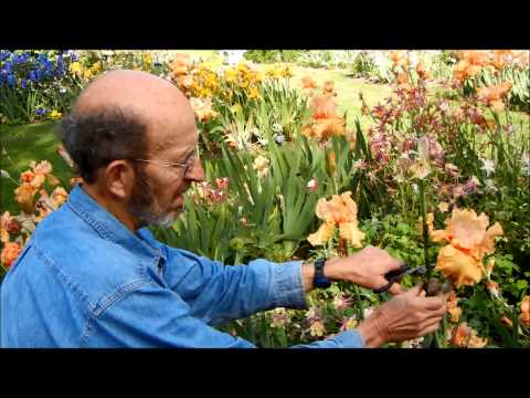 Caring for Bearded Iris: Remove Spent Blooms