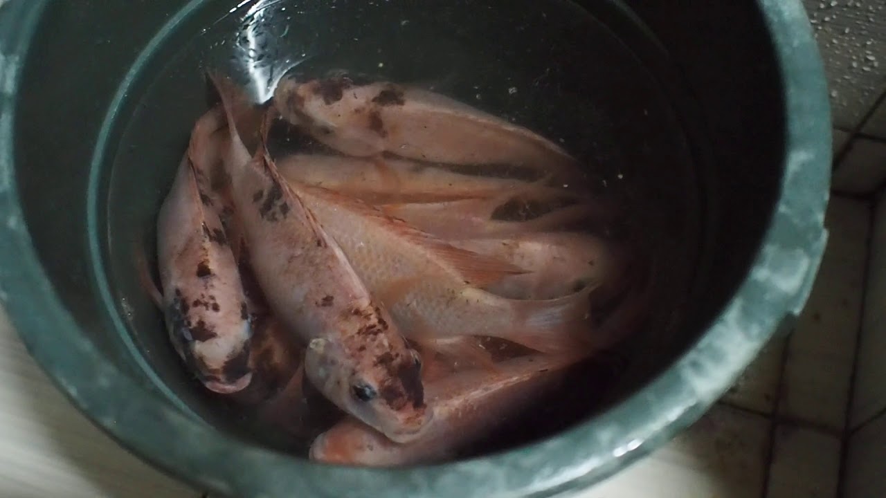 Red Tilapia Harvest from Aquaponics Pond YouTube