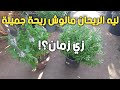 ازاي اخلي نبات الريحان عندي حجمه كبير وقوي وكثيف الاوراق واي سبب قوة الريحة 