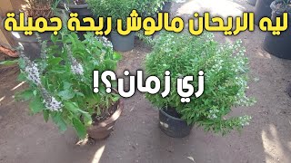 ازاي اخلي نبات الريحان عندي حجمه كبير وقوي وكثيف الاوراق واي سبب قوة الريحة؟!