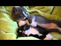 Cute kitten gives his sister a bath then falls asleep