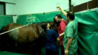 anestesia en equinos
