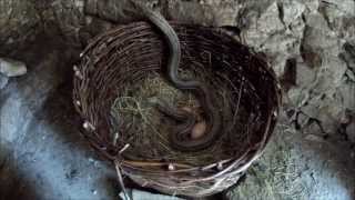 Traslocazione di un grosso serpente cervone  (Elaphe quatuorlineata) che mangiava uova in un pollaio
