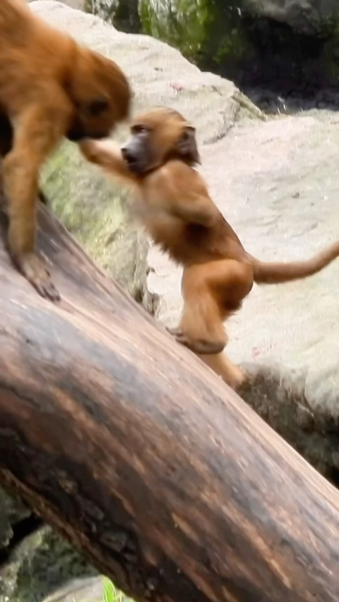 Little Monkey Playing Around