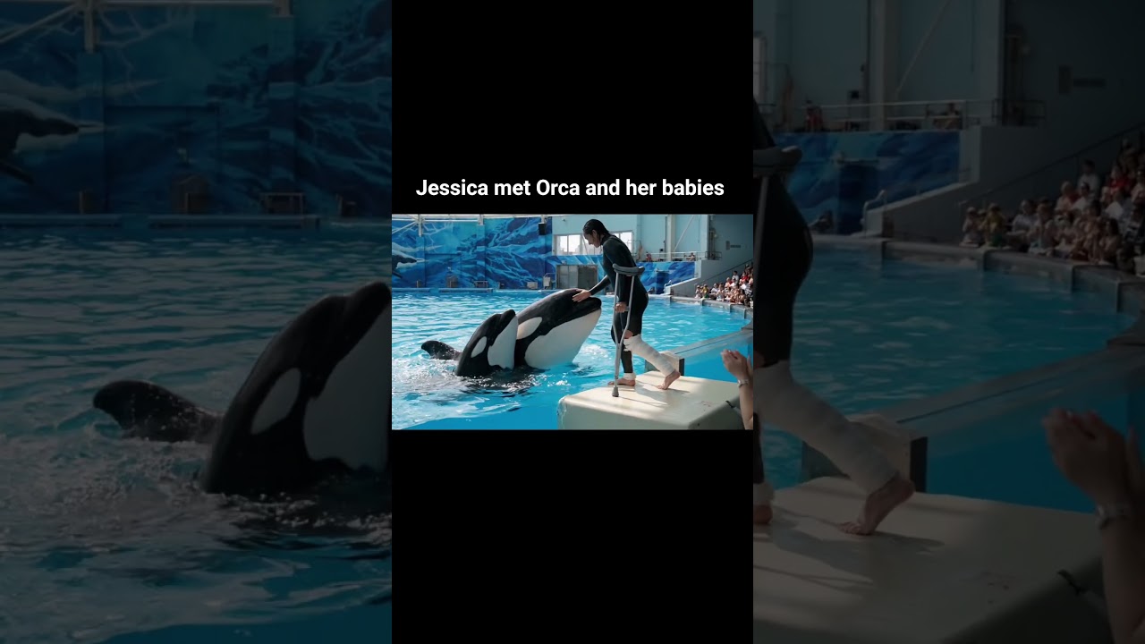 Jessica RedCliffe met Orca and her babies after the Orca attack 