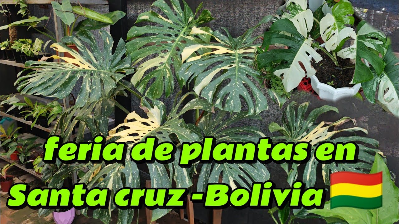 feria de plantas en la hilandera en Santa cruz - Bolivia