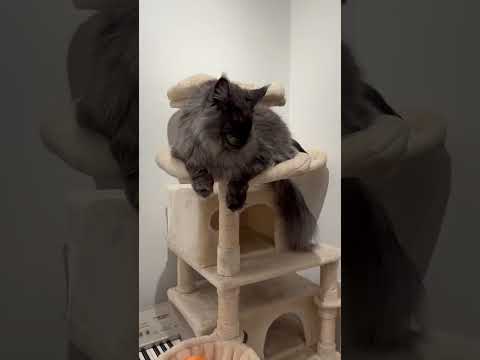 Cats Kitten Mainecoon Shorts 