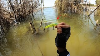 A Melhor Pescaria De Tucunaré... De Barranco Que Já Fiz Na Vida Confira