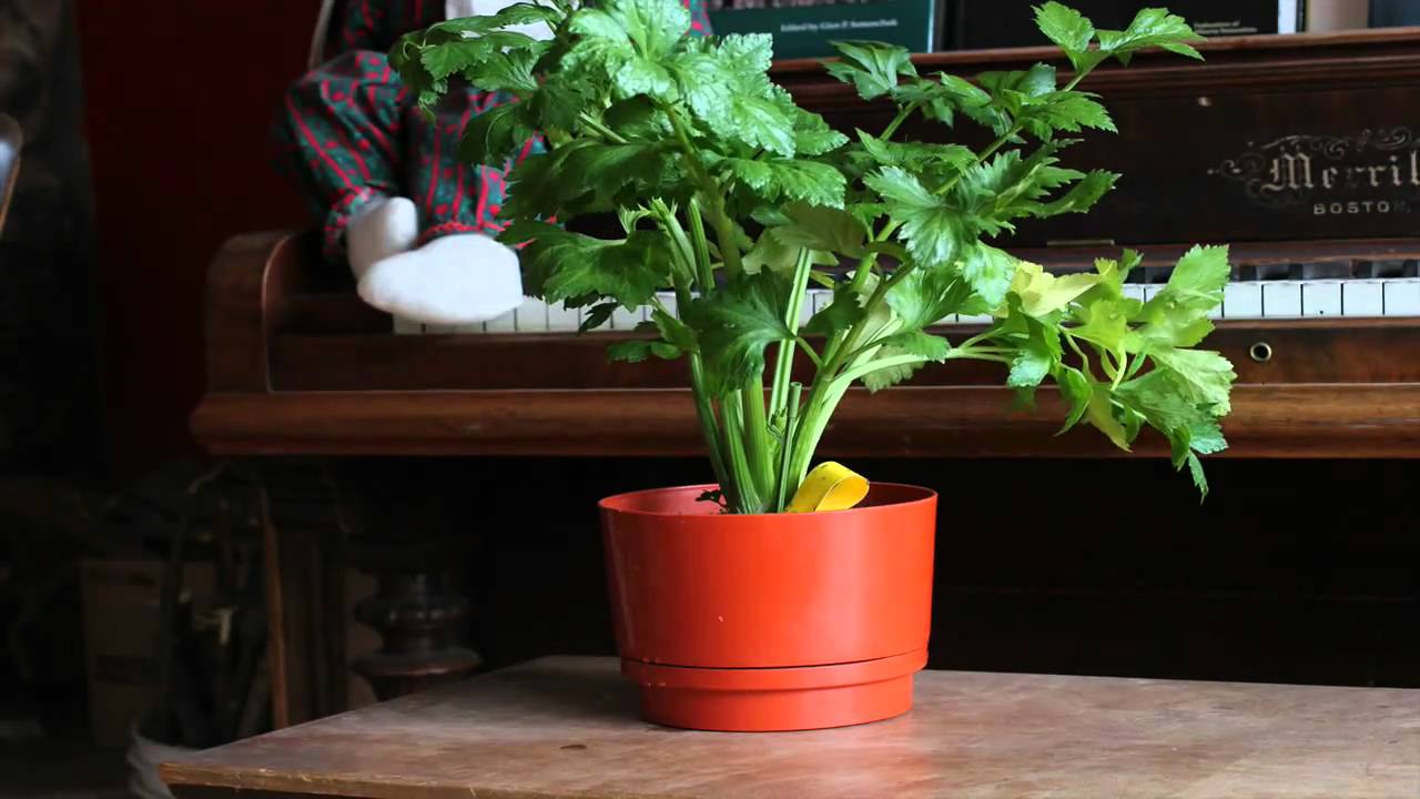 Celery comes back to life YouTube