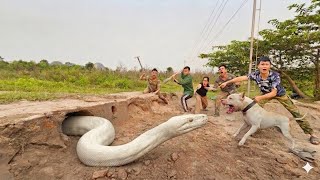 Brave Expert Uses Pitbull Dog to Catch Giant White Python