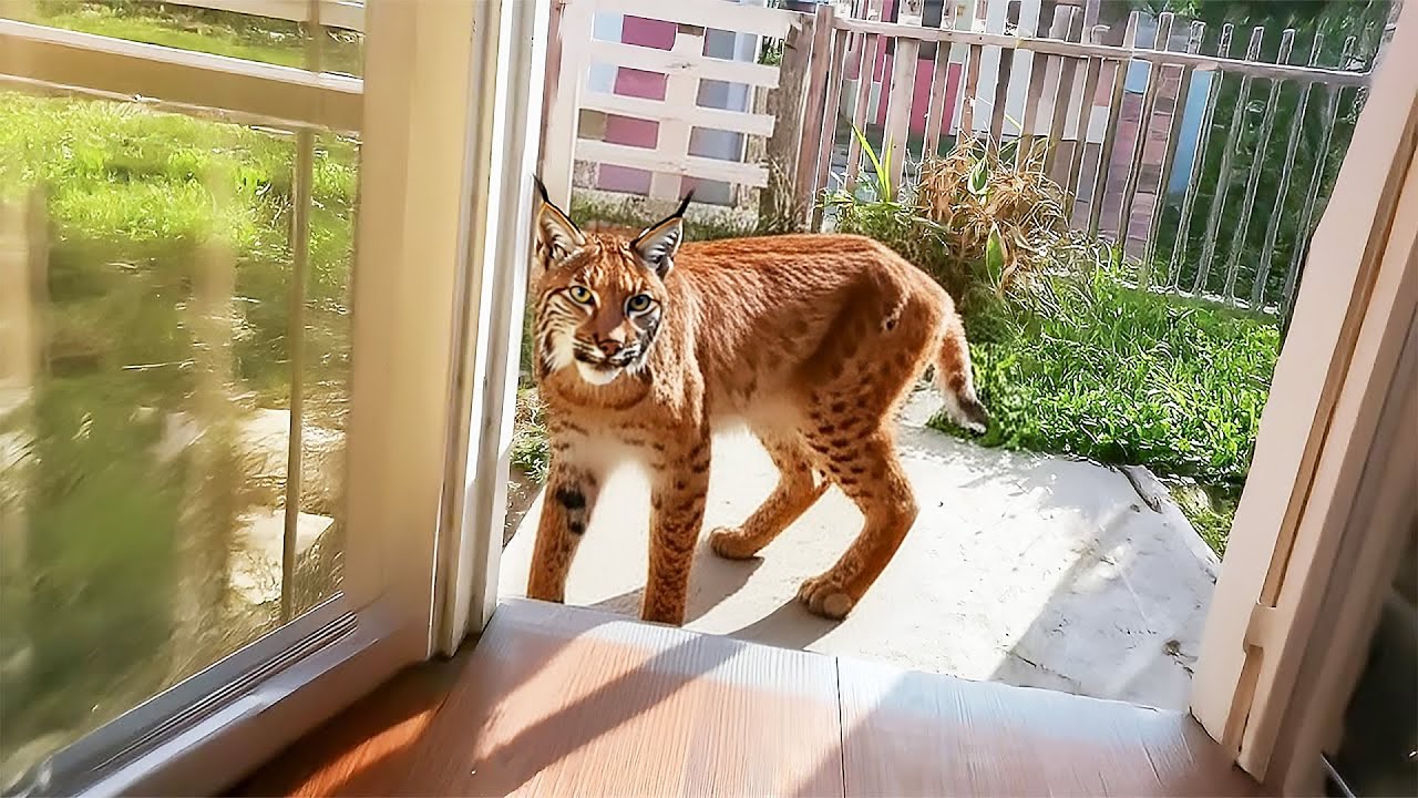 Bobcat Unexpectedly Returns Home After 5 Months Missing, What It Did Next Was Shocking!