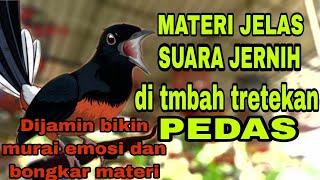 Simulasi Lomba Murai Batu Terbaru