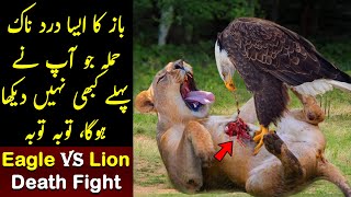 What Happened When Eagle messed With A Lion | Planet Earth