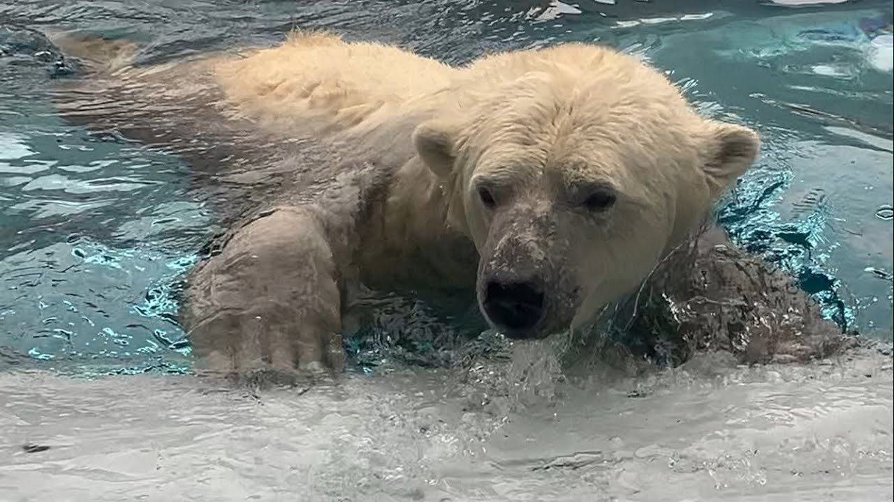 20260227:今日の円山動物園
