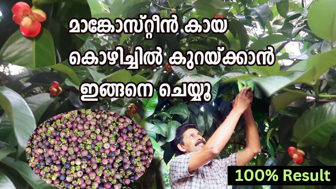 മാങ്കോസ്റ്റീൻ പൂവ് കായ കൊഴിച്ചിൽ കുറയ്ക്കാൻ ഇത് ചെയ്യൂ Control Flower and Fruit drop in Mangosteen
