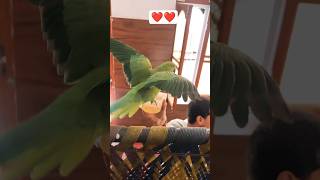 Parrot Bathing Moments That Will Make Your Day 🦜❤️