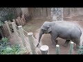 EEG Asiatischer Elefant - Zoo Heidelberg, D, 26.März 2025, Khin Jadanar Min im Innengehege.