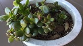 Growing Of Diminutive Jade Plant Portulacaria Afra The Money Making - 13 04
