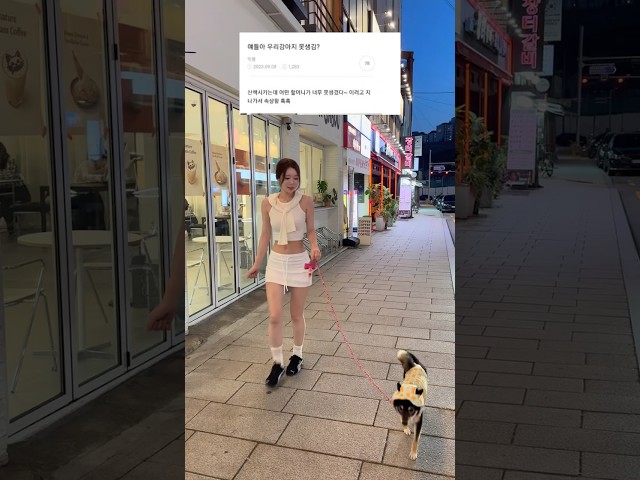 얘들아 우리집 강아지 못생김? 아.. 못생긴건 나였구나? #강아지 #산책 #짤 #시바견