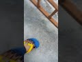 Kuku Kaki Panjang