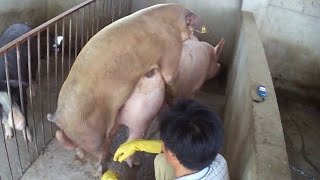 Pig Mating 2024 Nice Sow Vs Best Boardusama Farms