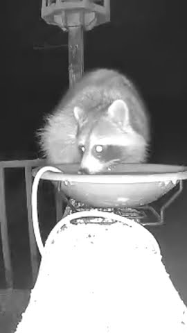 Aww, look at this demon. Cute little raccoon getting a drink. - YouTube