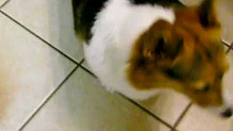 video 001.AVI"Corgis Gone Wild"
