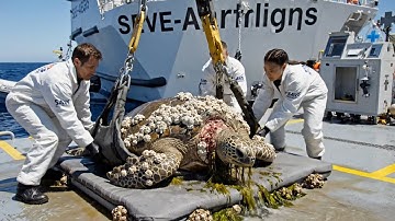 Buried Alive in Barnacles: The Most Shocking Sea Turtle Rescue We