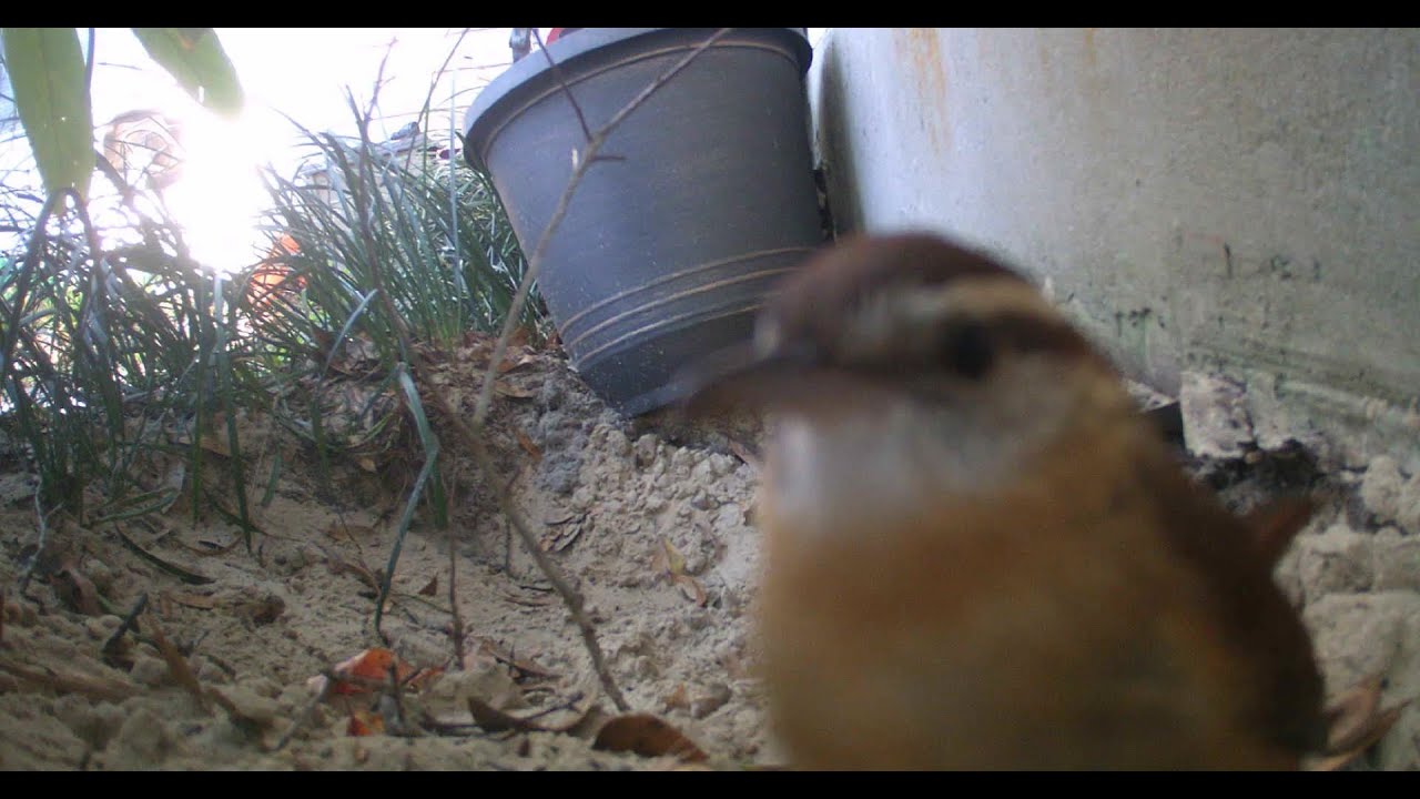 epic bird from my trailcam