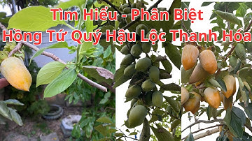 Tìm Hiểu Và Phân Biệt Hồng Tứ Quý Thanh Hóa - Cây Trồng Vũ Tiến