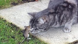 Коты пугаются птичек и мышей (2015) | Cats scared of mice and birds Коты пугаются птичек и мышей (2015) | Cats scared of mice and birds