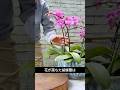 捨てた花茎から胡蝶蘭がもう一度咲く方法