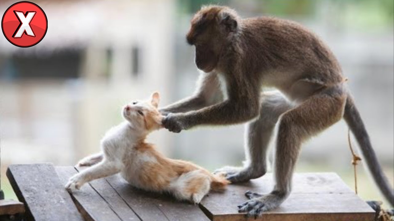 8 Batalhas de Animais Mais Loucas Gravadas em Vídeo