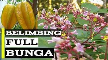 Cara Membuahkan Belimbing Mudah dan Lebat