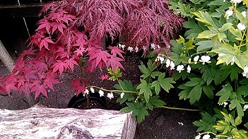 Japanese Maple Pruning In Spring - Dissectum (part 5)