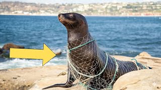 Heroic Rescues Protecting Seals And Sea Lions From Marine Hazards
