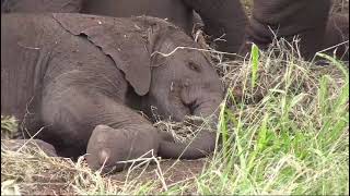 Cute elephant babies having a nap while mother is guarding the herd - Kruger Park