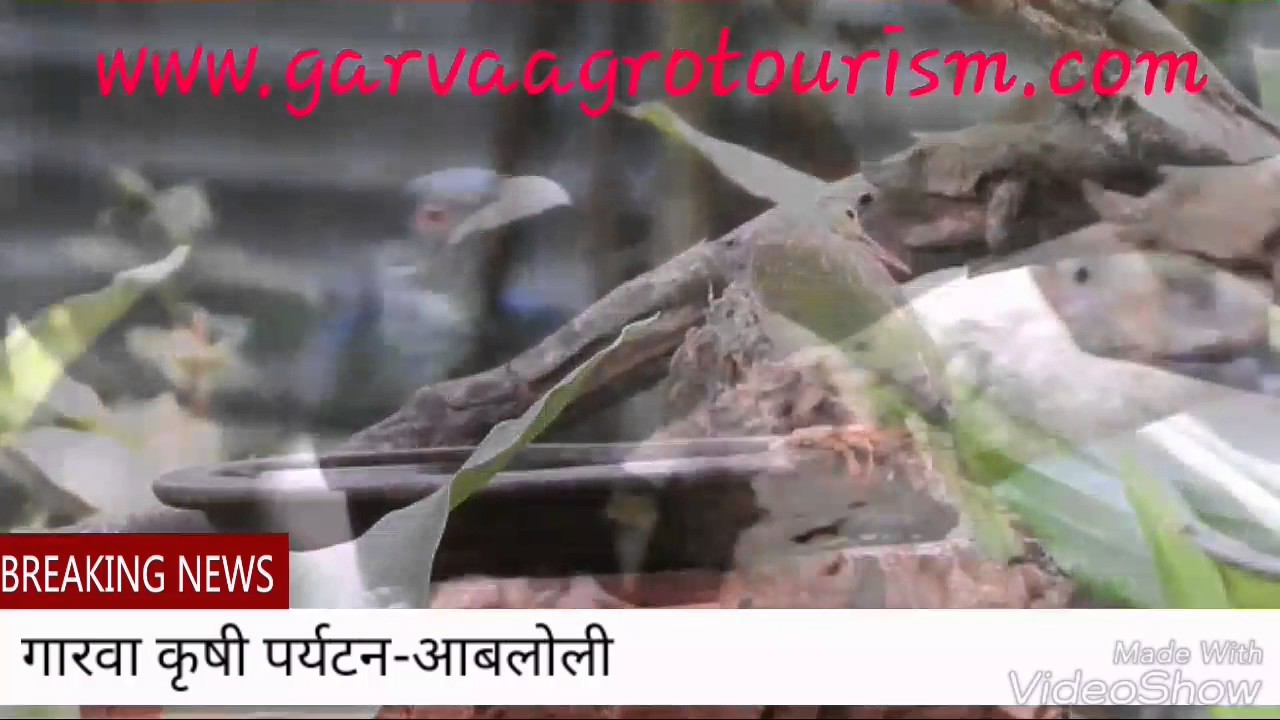 Garvaagrotourism & Birdwatching -Abloli