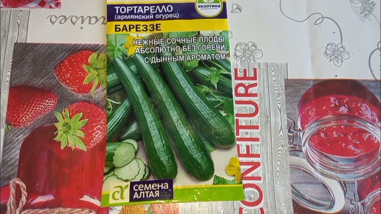 армянский огурец отзывы. огурдыня армянский огурец. огурдыня армянский огурец. дыня змеевидная богатырь. дыня серебристая армянский огурец.