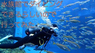 【ダイビング】3万匹の魚がいる水族館の水槽に潜ってみた【ハイエース】