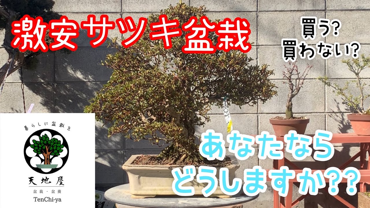 激安の盆栽をあなたなら買う 買わない どう判断しますか How To Bonsai 天地屋 Youtube 激安の盆栽をあなたなら買う 買わない どう判断しますか How To Bonsai 天地屋 Youtube