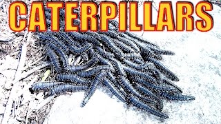 Caterpillar Mass
