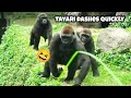Tayari sprints ahead while Ringo and Jabali chase🤪🤣😆塔莉衝在前面，林戈和呷百二追在後