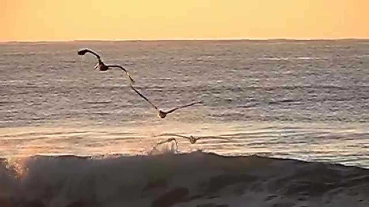 Resultado de imagen de GAVIOTAS VOLANDO