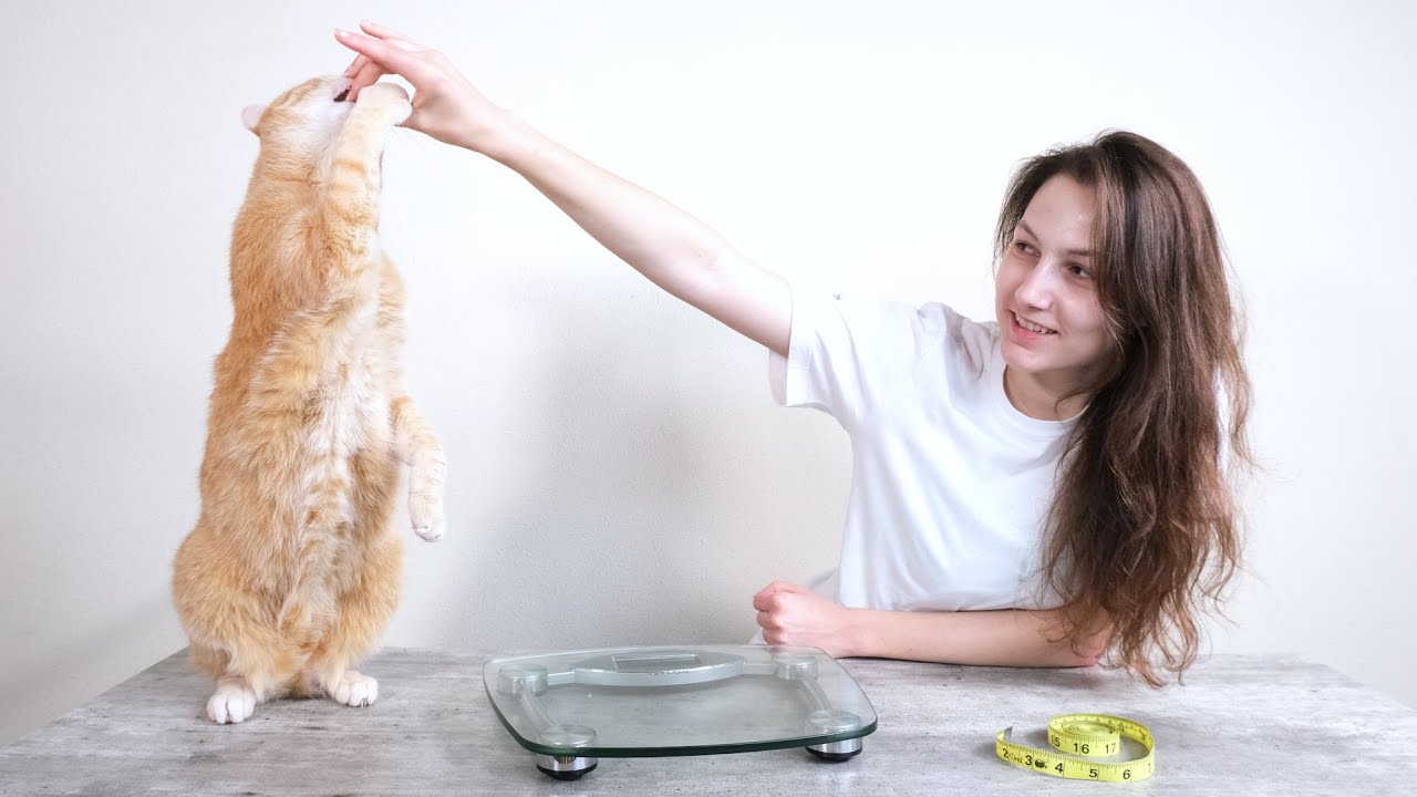 Top 5 Best Cat Foods for Weight Loss (We Tried Them All) YouTube